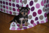 New to yorkie Talk-dscn1380-2-2-.gif