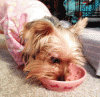 Spay worries-post_surgery_snarf450.gif