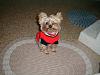 Does your yorkies tongue stay in his/her mouth..-tibbe-his-red-sweater.jpg