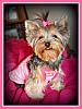 Does your yorkies tongue stay in his/her mouth..-img_9860blessed-sunday-yt.jpg