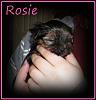 Rosie's 1 Yr. Old Today!-8486026485_a60e226976.jpg