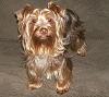 Hi guys can someone show me a what a chocolate yorkie is very interested x.-1238805_300555510083401_1060275793_na.jpg