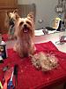 Yorkies or silky terrier x-silky.jpg