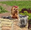 Yorkshire Terrier coat color thread.-jtjy.jpg