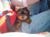 New Addition to the family!! Meet Caleb!-caleb-first-days-home-015-2-.jpg