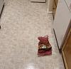 Inanimate objects on the move-potatoes.jpg