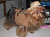 7th Annual YT Valentine's Day Ball-doghalloweencostumes2013-010.jpg