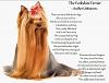 Yorkie Poem-yorkie-saying-1.jpg