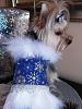What are the best things you've bought for your yorkie?-yt-snowflake-dress.jpg