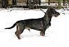 Sickening Huffington Post article on designer dogs.-teckel_zps50805596.jpg