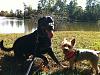 How do you feel about larger dogs around your little one?-ezekiel.jpg