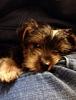 New Yorkie Mom & to YT-image.jpg