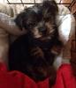 New Yorkie Mom & to YT-image.jpg