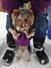 a question regarding puppy size-snow6.jpg
