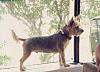 Silky Yorkie?-6f26fbcb-99c8-4d78-b39c-9ceb533386ac_zps34ba74d4.jpg