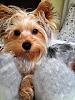 Question about my Yorkie-1621779_10202221141709034_720229524_n.jpg