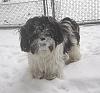 Snow and dogs-zeus-snow-028.jpg