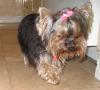 Does Your Yorkie Have a Thick Coat?-jewel.jpg