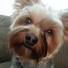 Yorkie nose getting lighter-c3d92d08-dec5-4d0f-8bd9-150692215ddd.jpg