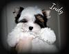 I have one of breny,s babies-indy11wksytimg_3218.jpg