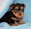 This is our puppy to be " Howie"-downloadfile-4.jpeg