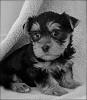 This is our puppy to be " Howie"-downloadfile-3.jpeg