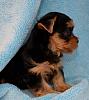 This is our puppy to be " Howie"-downloadfile-2.jpeg