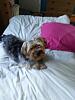 Why does my yorkie keep growling?-023.jpg