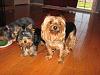 New puppy and a 9 year old yorkie?-pimg0658_011.jpg