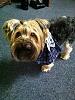 Would You Know Your Yorkie If Shaved Down ??-img_0370.jpg