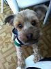 Would You Know Your Yorkie If Shaved Down ??-img_0488.jpg