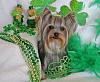 Zoey sending St. Patrick Day Greetings-image_zps6315b6e5.jpg