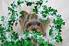 Zoey sending St. Patrick Day Greetings-image_zpsb0a53170.jpg