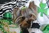 Zoey sending St. Patrick Day Greetings-image_zps655a4400.jpg