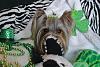Zoey sending St. Patrick Day Greetings-image_zps998771f4.jpg