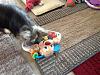 Zoey sending St. Patrick Day Greetings-image_zpse1e5f02d.jpg
