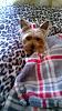 My little yorkie is very small,worried about her health as she gets older x.-image.jpg
