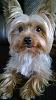 Hi everybody im new i have recently adopted a small dog is he  a yorkie ?-little-peanut.jpg