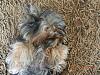 Please help me  find my dog?-dscn3172.jpg