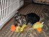 What kinds of toys do your babies play with?...-pippin-duck.jpg