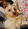 Yorkies v Dust Mites-wiz-mom-close-up-mail.jpg