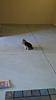 Stop Command - Help!-gizmo-run-41112.jpg
