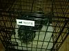 Worried that crate might be too small-14042014178.jpeg