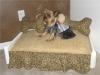 Matching Dogbed to your Bed Linens?-brownbcookie.jpg