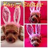 Happy Easter from me and Cal Bunny-imagejpg1_zps3f955075.jpg
