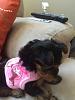 Darla's New Puppia Harness-image.jpg