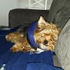 Gizmo before and after surgery-gizmo-his-protective-collar.jpg