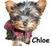 How many pets does everyone have?-web-chloefriends.jpg