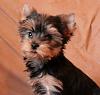 Yorkies Snouts-max-1.jpg