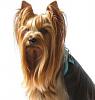 Yorkies Snouts-max-2.jpg